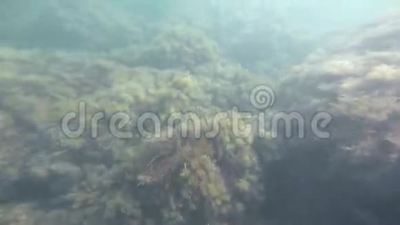 海底水下视频的预览图