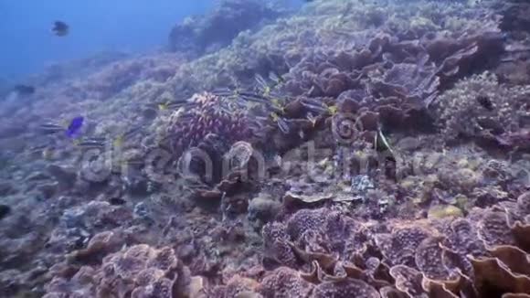 菲律宾野生动物水下世界海底的许多鱼视频的预览图
