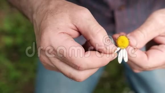 这个人在夏天用洋甘菊猜测大自然视频的预览图