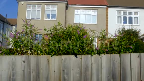 木质围栏上生长的庭院植物视频的预览图