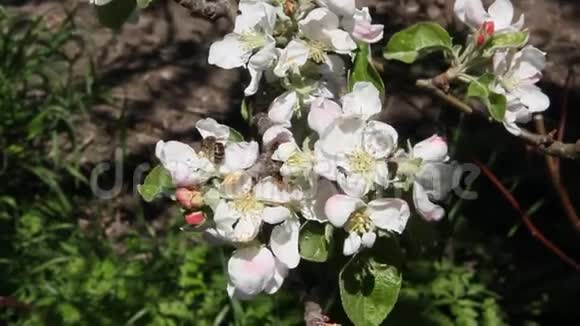 蜜蜂飞过开满鲜花的苹果树视频的预览图