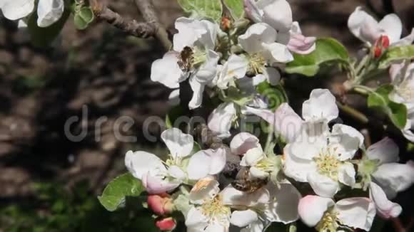 蜜蜂飞过开满鲜花的苹果树视频的预览图
