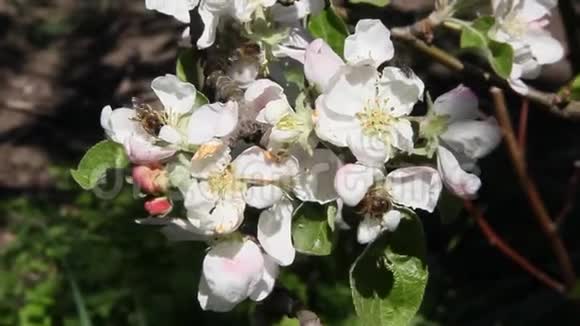 蜜蜂飞过开满鲜花的苹果树视频的预览图