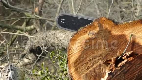 看到了树上的电锯木屑正从锯子上掉下来视频的预览图
