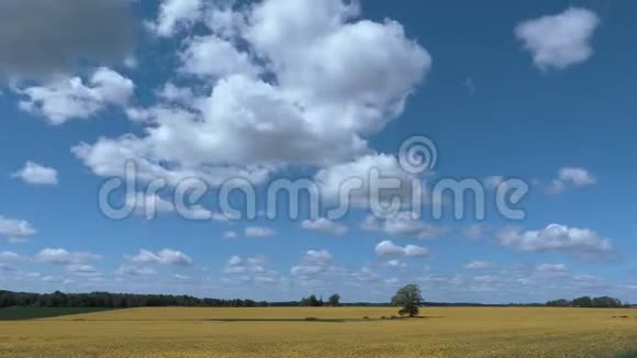 夏天的油籽地上的云视频的预览图