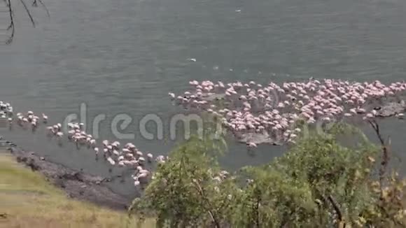 粉红火烈鸟在湖里视频的预览图
