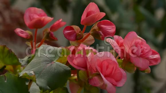 玫瑰花在阳光下绽放满是粉红色的油玫瑰花在花园里茶玫瑰4K视频的预览图