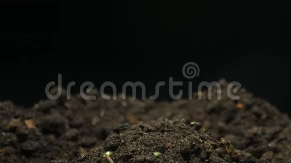 地农春夏苗期发芽种子生长视频的预览图