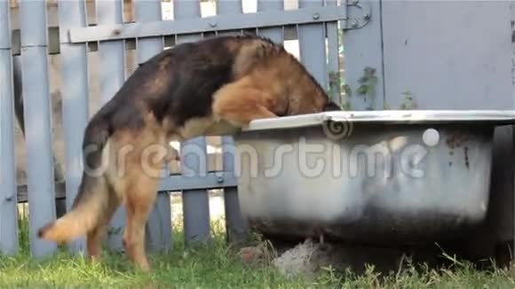 有趣的狗喝水视频的预览图