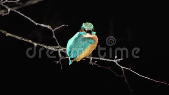 翠鸟阿尔塞多在晚上栖息视频的预览图