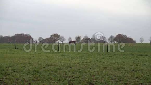 秋天的午后马在一片草地上放牧下萨克森视频的预览图
