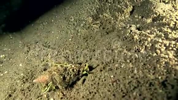 绿螺螺眼在祖鲁海杜马盖特的沙滩上寻找食物视频的预览图