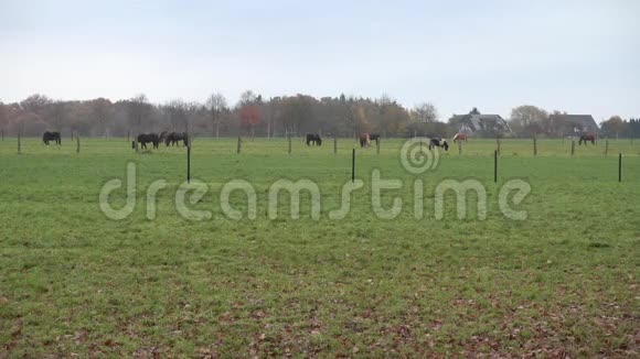 秋天的午后马在一片草地上放牧下萨克森视频的预览图
