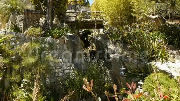 摩纳哥公园的热带植物法国CoteDAzu视频的预览图