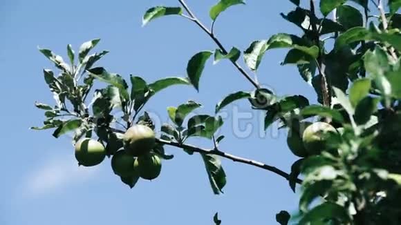 果园里的绿苹果视频的预览图