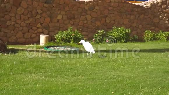 白色信天翁站在草地上吃东西视频的预览图
