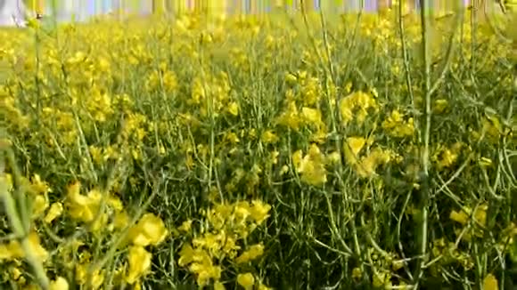 春天农场里的花开了视频的预览图