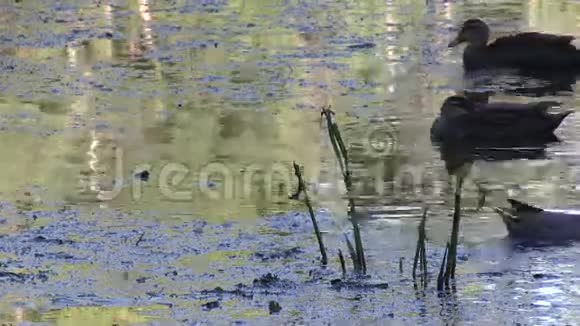 澳大利亚布里斯班公共公园野鸭视频的预览图