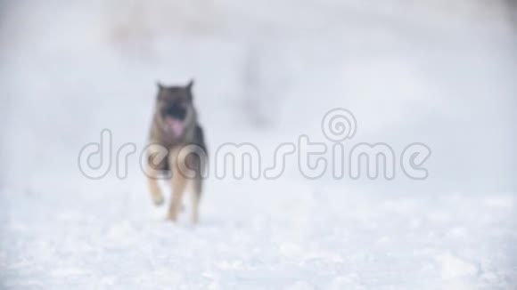 狗狗跑过雪地慢动作视频的预览图