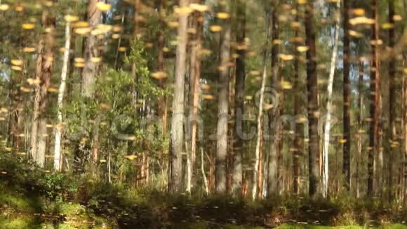 令人惊叹的森林倒映在湖水中的树木视频的预览图