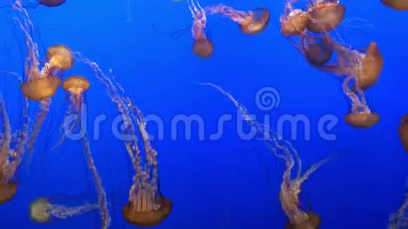 4k拍摄的蓝色水族馆里野生的危险水母在水下缓缓漂浮视频的预览图