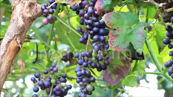 葡萄树上的葡萄酒视频的预览图