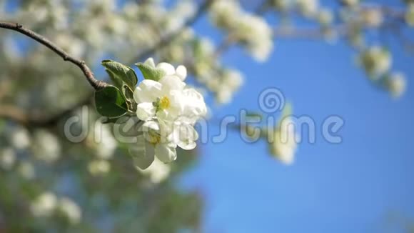 靠近树枝上的白色苹果花蕾春季苹果树开花开花近期视频的预览图