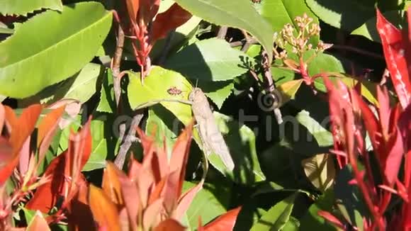 蝗虫和虫子士兵坐在绿叶上视频的预览图