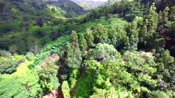 山顶野生森林中令人惊叹的常青自然树4k鸟瞰视频的预览图