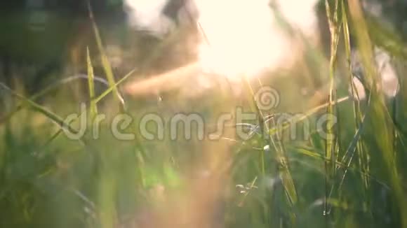 日落时分森林里美丽的绿草视频的预览图