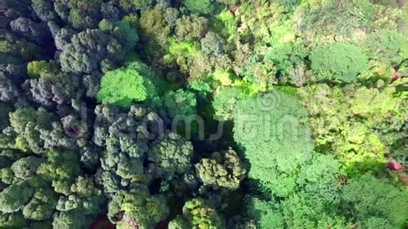 山顶空中4k景观壮丽的自然景观常绿丛林山林视频的预览图