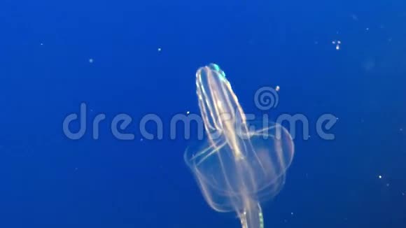 4k的蓝色水族馆里水中漂浮着的野生透明水母视频的预览图
