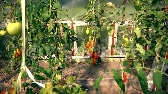 农民女孩在温室里采摘有机西红柿视频的预览图