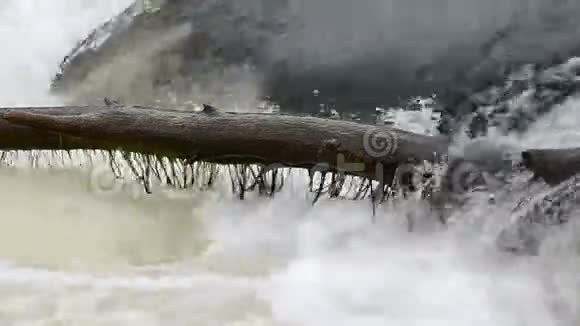 在一条大溪流中倒下的老树视频的预览图