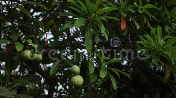 悬挂在印度尼西亚巴厘热带岛屿上的一棵大树上的芒果日落时的芒果视频的预览图