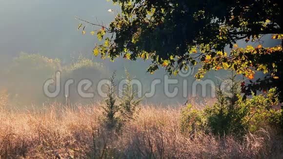 风景春天草地上的雾状早晨在河谷日出视频的预览图