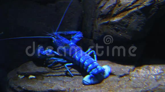一只明亮的蓝色龙虾在水下移动视频的预览图