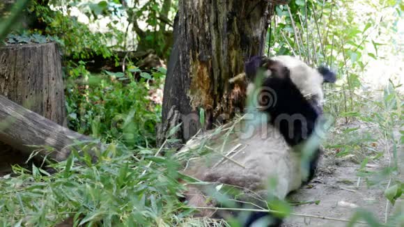 大熊猫一只熊视频的预览图
