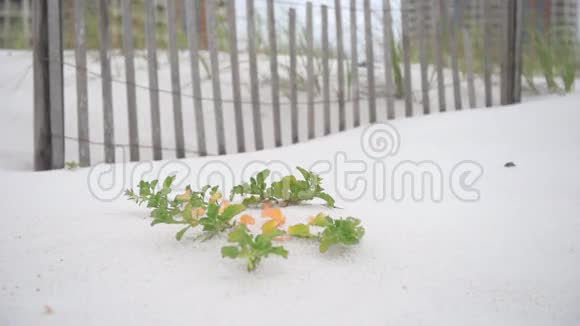 佛罗里达州彭萨科拉海滩上有篱笆和绿色的花朵和叶子的空海滩视频的预览图