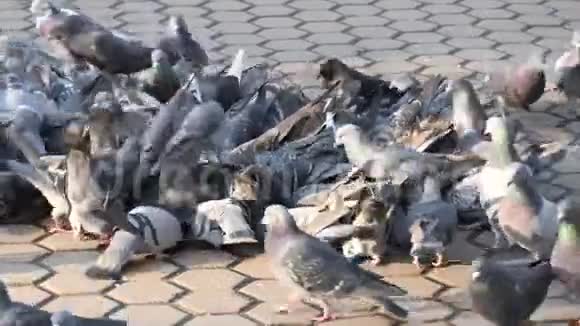 城市野鸽子在人行道上觅食视频的预览图