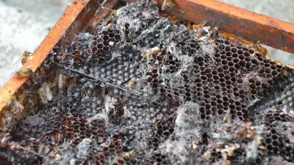 蜜蜂采吃蜂蜜和老框架的蜡视频的预览图