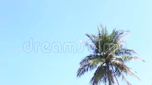 摇曳的棕榈树对着天空视频的预览图