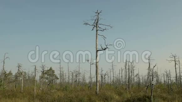 火灾后森林中的干树秋天的白天光滑的娃娃射击视频的预览图