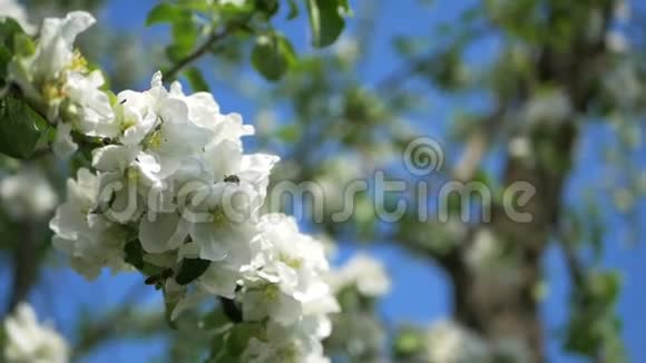 靠近树枝上的白色苹果花蕾春季苹果树开花开花近期视频的预览图