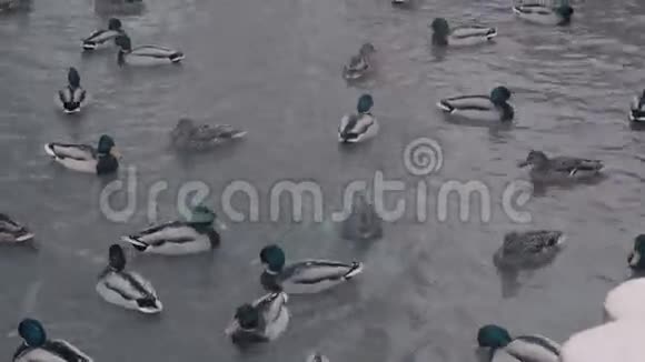 鸭子在冬季公园的湖里游泳视频的预览图