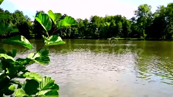 美丽的乡村池塘天鹅在远处游来游去视频的预览图