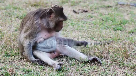 泰国猴子吃草视频的预览图