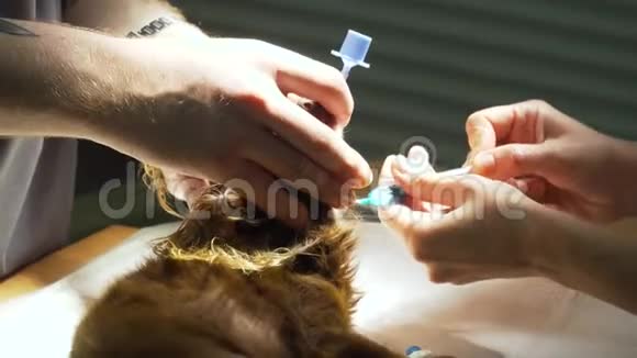 手术室里的狗准备手术视频的预览图