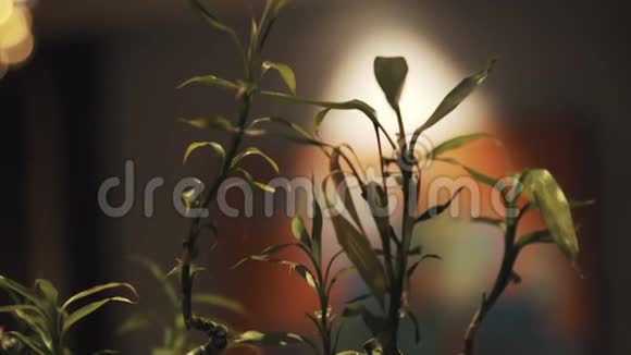 中国卷毛竹螺旋式盆栽玻璃花瓶视频的预览图