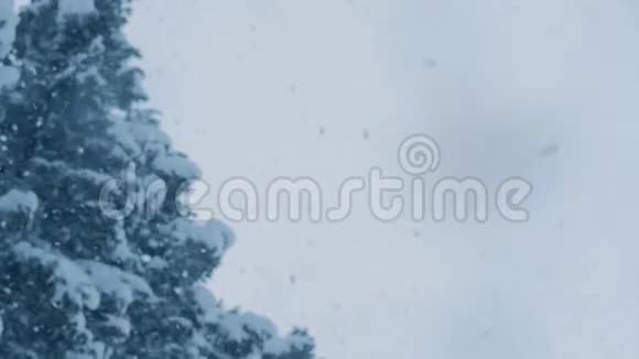 雪花在天空中飞舞雪花落在松树上冬天多云天气下大雪视频的预览图